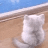A nice kitten.